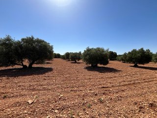 Olivar y tierra en Quintanar de la Orden