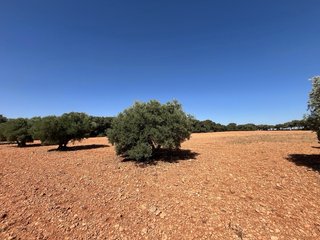 Olivar y tierra en Quintanar de la Orden