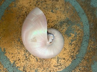 Conchiglia Nautilus Madreperla Naturale