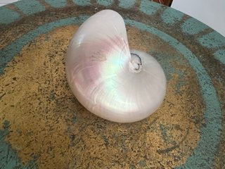 Conchiglia Nautilus Madreperla Naturale