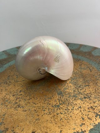 Conchiglia Nautilus Madreperla Naturale
