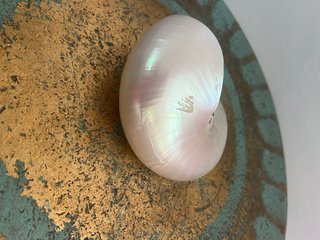 Conchiglia Nautilus Madreperla Naturale