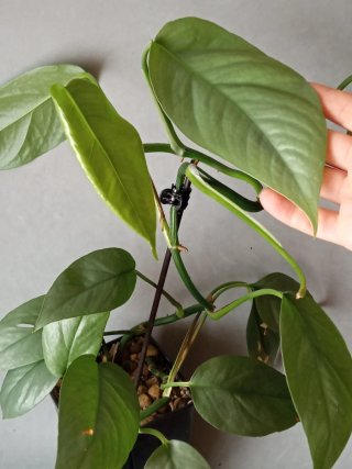 Esqueje de Cebu Blue Planta Viva