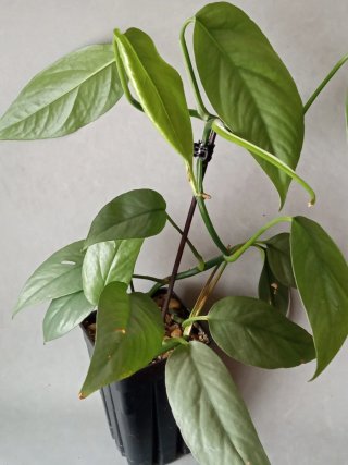 Esqueje de Cebu Blue Planta Viva