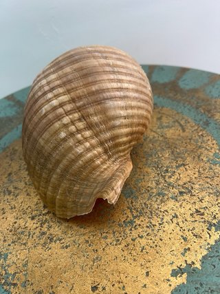 Grande conchiglia marina decorativa naturale