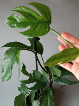 Esqueje de Baltic Blue Planta Viva
