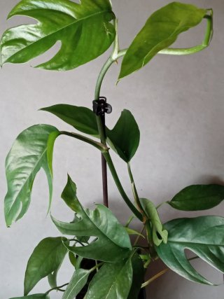 Esqueje de Baltic Blue Planta Viva