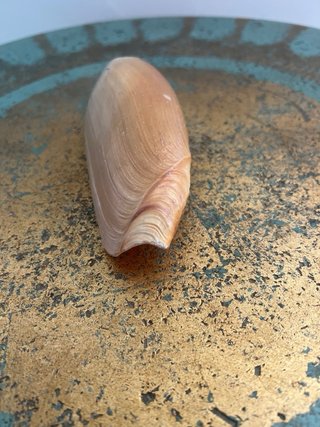 Conchiglia marina naturale avorio/rosa