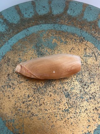Conchiglia marina naturale avorio/rosa