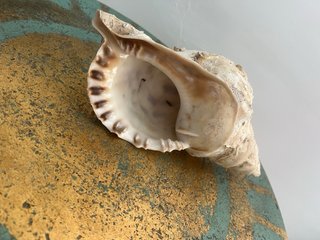 Grande Conchiglia da Collezione (Tritone)