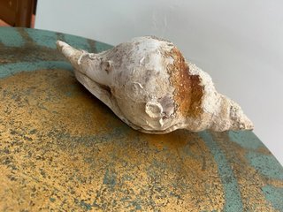 Grande Conchiglia da Collezione (Tritone)