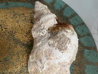 Grande Conchiglia da Collezione (Tritone)