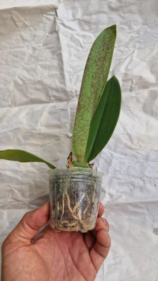 Orquídea Psychopsis Mariposa