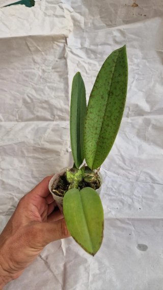 Orquídea Psychopsis Mariposa