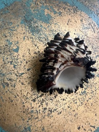 Conchiglia marina spinosa Murex/Radix