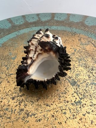 Conchiglia marina spinosa Murex/Radix