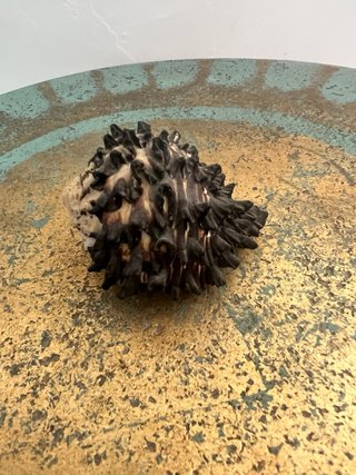 Conchiglia marina spinosa Murex/Radix