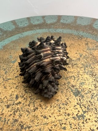 Conchiglia marina spinosa Murex/Radix