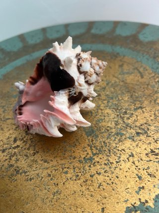 Conchiglia marina bocca rosa