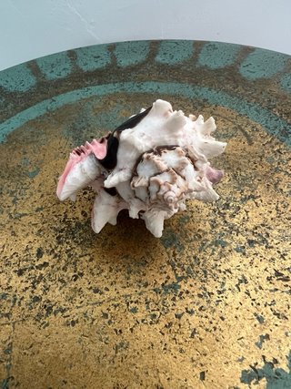 Conchiglia marina bocca rosa