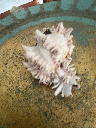 Conchiglia marina bocca rosa