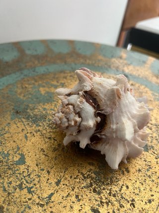 Conchiglia marina bocca rosa