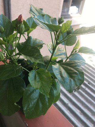 Planta de hibisco rosa, en la maceta hay  2