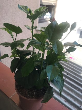 Planta de hibisco rosa, en la maceta hay  2