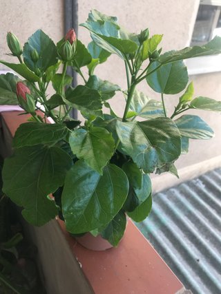 Planta de hibisco rosa, en la maceta hay  2