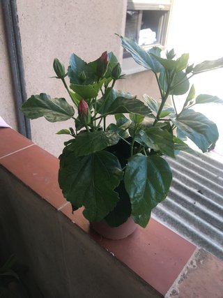 Planta de hibisco rosa, en la maceta hay  2