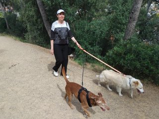Cuidadora de perros cerca de zonas verdes