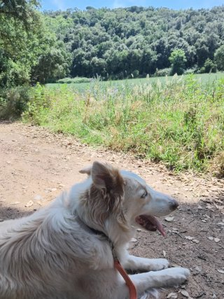 Cuidadora de perros cerca de zonas verdes