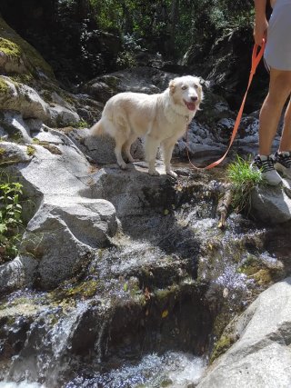 Cuidadora de perros cerca de zonas verdes