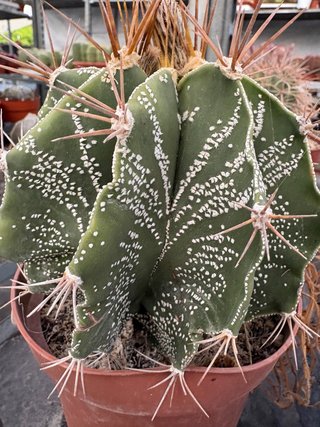 Cactus asthophitum