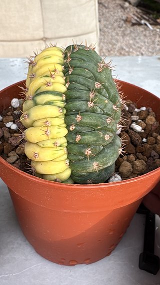 Cactus bicolor variegado