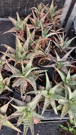 Plantas Suculentas A