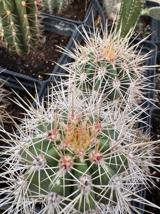 Cactus en maceta