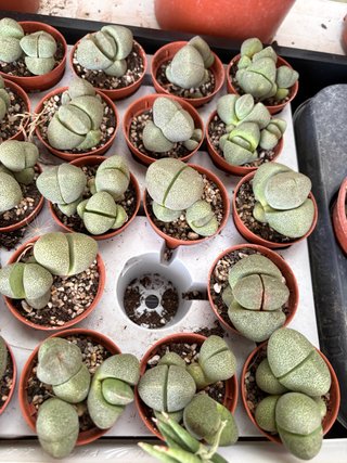Plantas Suculentas Lithops (Cactus Vivo)