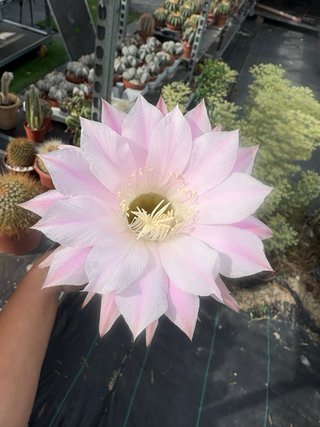 Cactus con flor rosa