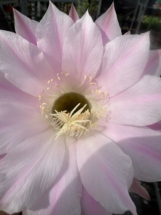 Cactus con flor rosa