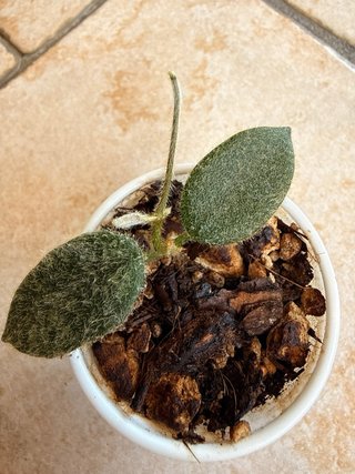 Hoya Thomsonii Pink
