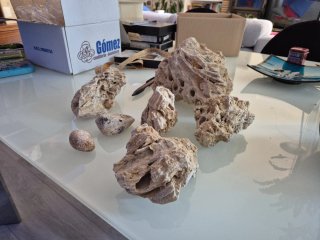 Fósiles de almejas y corales auténticos