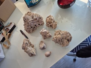 Fósiles de almejas y corales auténticos