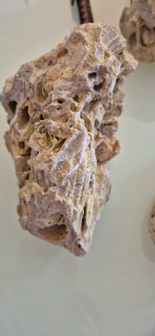 Conjunto Fósiles Amejas y Corales Auténticos