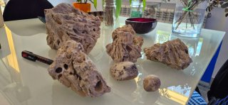 Conjunto Fósiles Amejas y Corales Auténticos