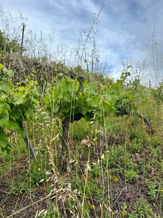 Venta de vendimiadas en Ecologico.
