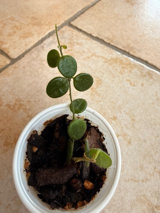 Hoya Serpens Xiaojie 001