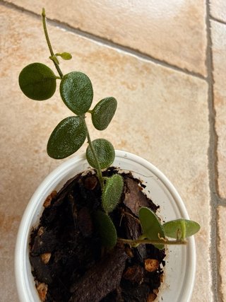 Hoya Serpens Xiaojie 001