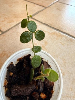 Hoya Serpens Xiaojie 001