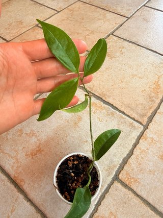 Hoya Buotii